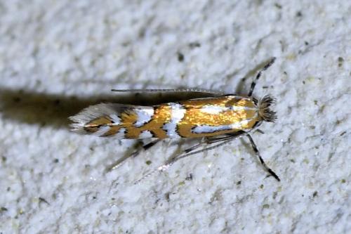 Réf. 347 266 : Phyllonorycter sp.